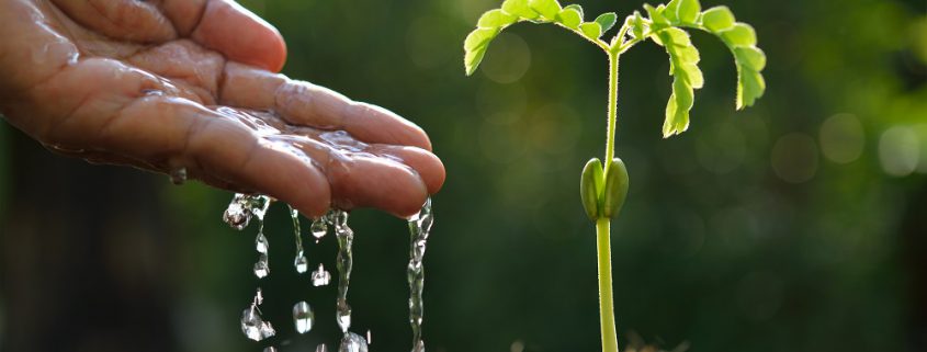 Hand, Wasser und Pflanze